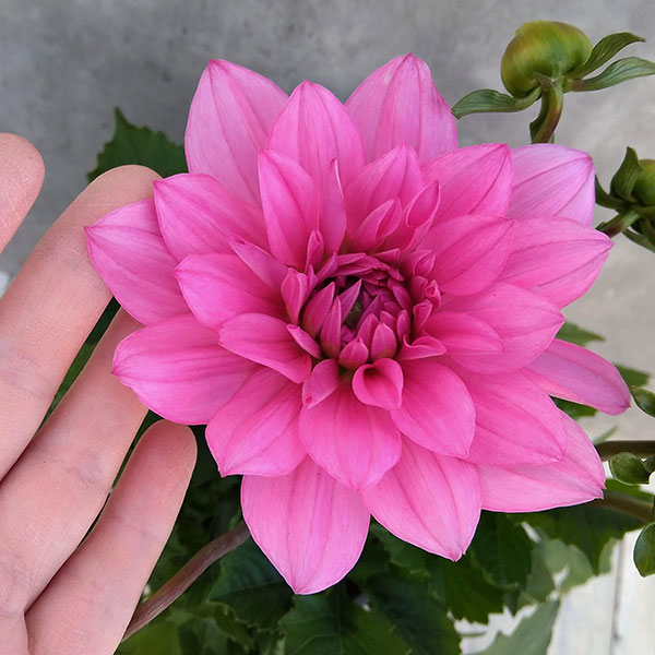 園芸ネット本店｜ダリア：ダリーニャマキシ メンドーサ(ピンク）4号鉢