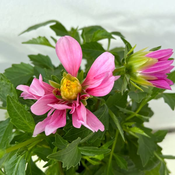 園芸ネット本店｜ダリア：ダリーニャマキシ メンドーサ(ピンク）4号鉢