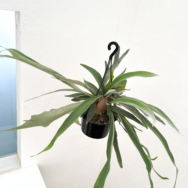 園芸ネット本店｜[ザ・ファームセレクト]ビカクシダ（コウモリラン