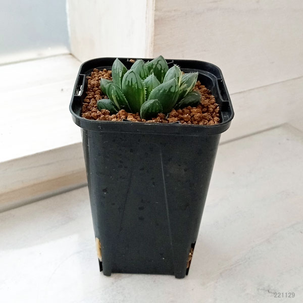 園芸ネット本店｜ハオルチア オブツーサ錦 2.5号 の通販【公式】