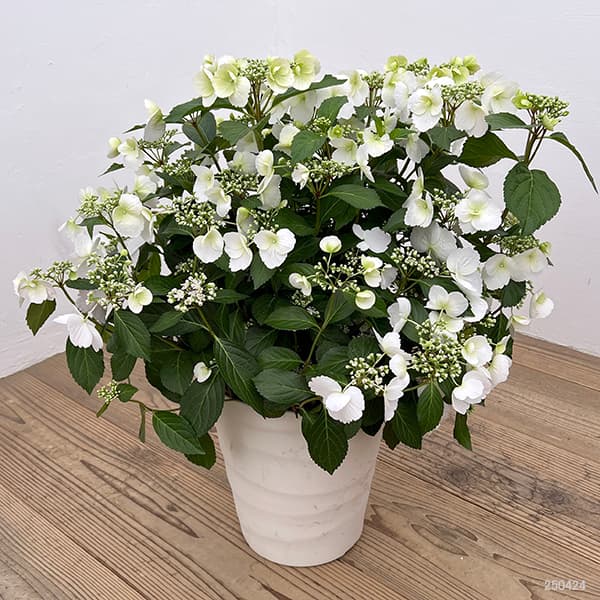 園芸ネット本店｜[春の鉢花予約]ラグランジア（アジサイ）：ブライダル