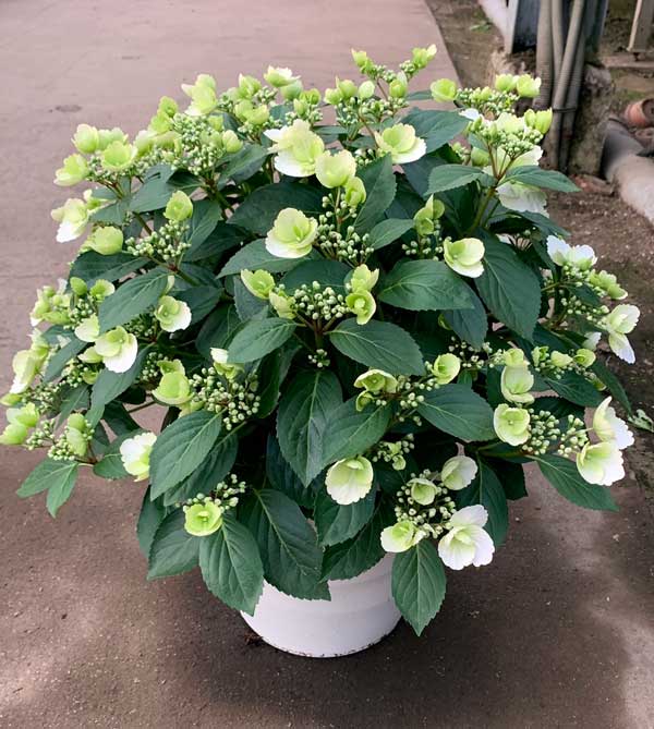 園芸ネット本店｜[春の鉢花予約]ラグランジア（アジサイ）：ブライダル