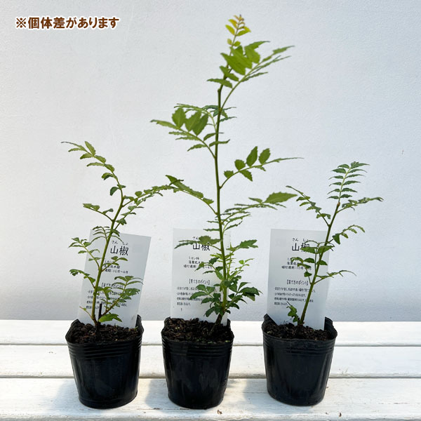 園芸ネット本店｜山椒（サンショウ）：朝倉（アサクラ）3号ポット の
