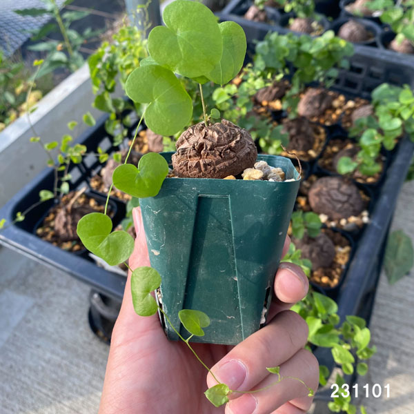 園芸ネット本店｜ディオスコレア（亀甲竜）：エレファンティペス 2.5号