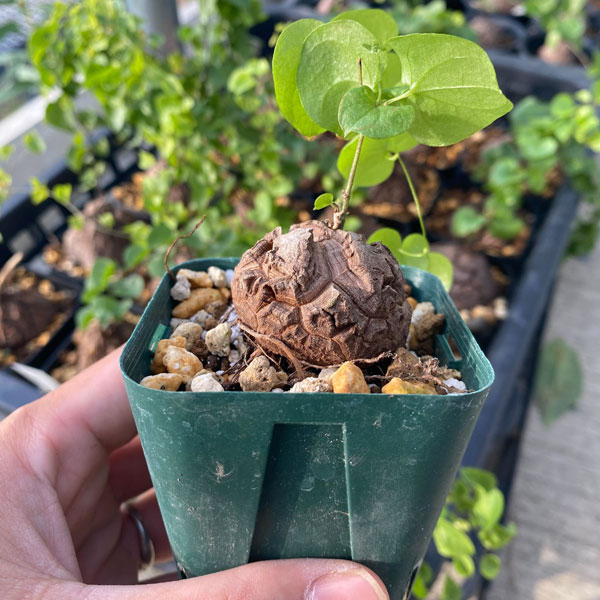 園芸ネット本店｜ディオスコレア（亀甲竜）：エレファンティペス 2.5号