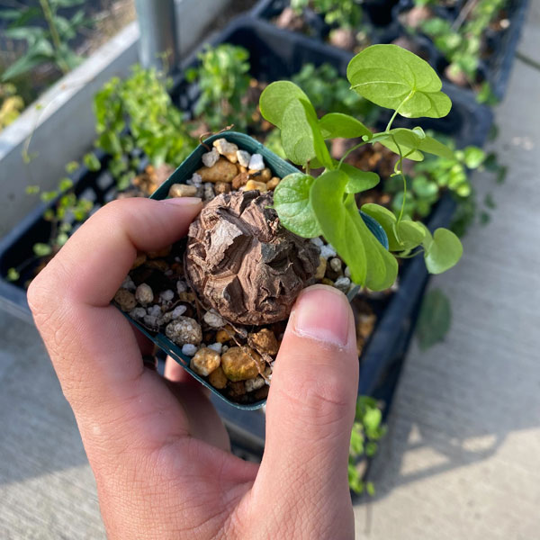 園芸ネット本店｜ディオスコレア（亀甲竜）：エレファンティペス 2.5号