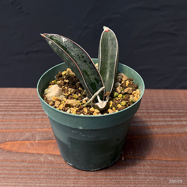 園芸ネット本店｜サンセベリア：ハリーブルーバット 3号 の通販【公式】