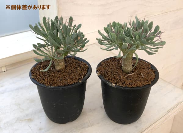 園芸ネット本店｜オトンナ：ユーフォルビオイデス 3号鉢植え の通販