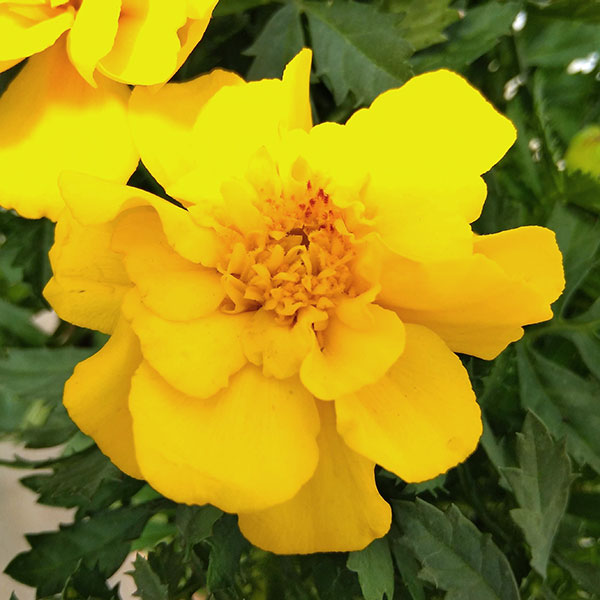 園芸ネット本店｜マリーゴールド ：サファリ3色ミックス4.5号鉢植え の