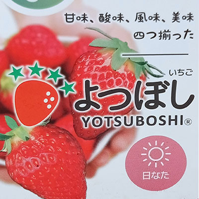 園芸ネット本店｜めちゃラク！(R)いちご栽培セット 2セット の通販【公式】