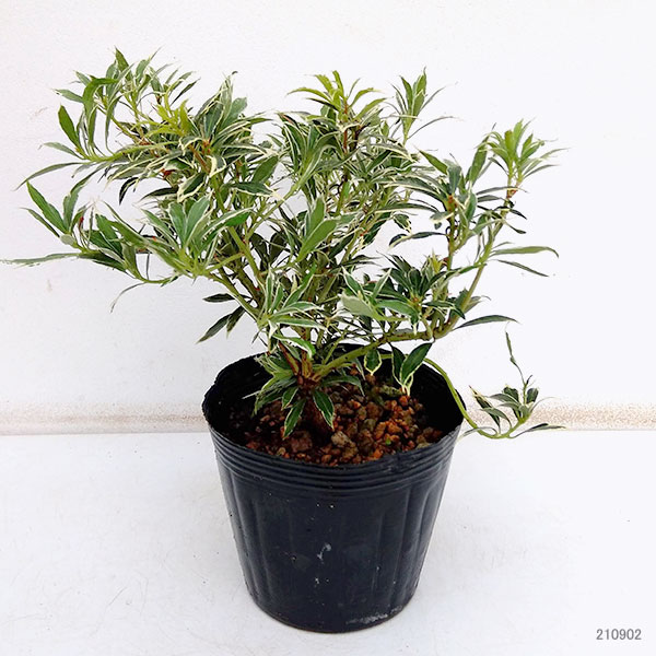 園芸ネット本店｜アセビ（馬酔木・アシビ）：斑入り白花（ホワイトリム