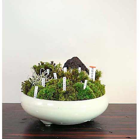 園芸ネット本店｜苔盆栽(小） の通販【公式】