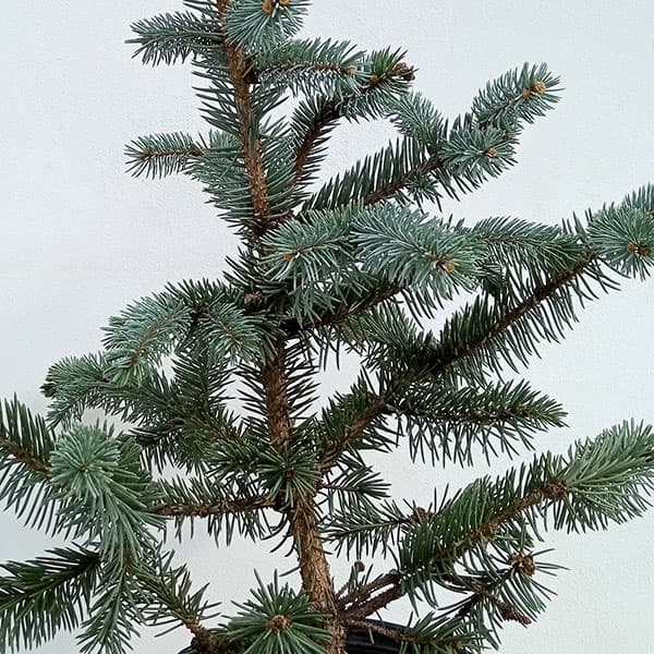 園芸ネット本店｜ピセアプンゲンス（プンゲンストウヒ）：ホプシー8号