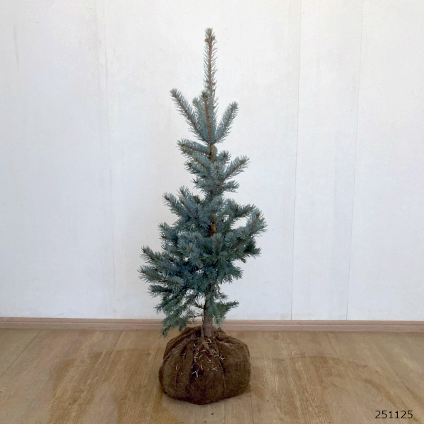 園芸ネット本店｜ピセアプンゲンス（プンゲンストウヒ）：ホプシー