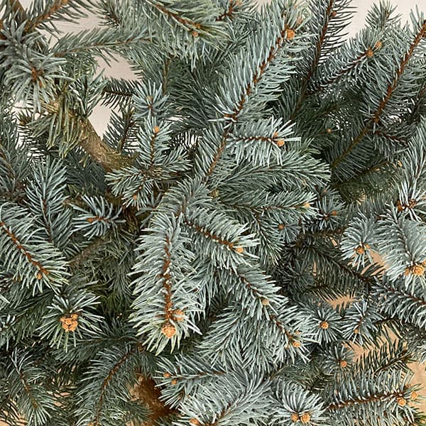 園芸ネット本店｜ピセアプンゲンス（プンゲンストウヒ）：ホプシー