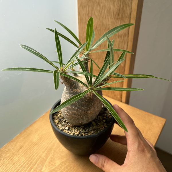 園芸ネット本店｜パキポディウム：グラキリス（発根済み株）3.5号（G11