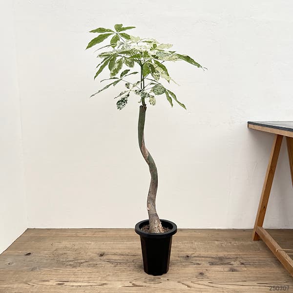 園芸ネット本店｜パキラ：ミルキーウェイ 7号 の通販【公式】