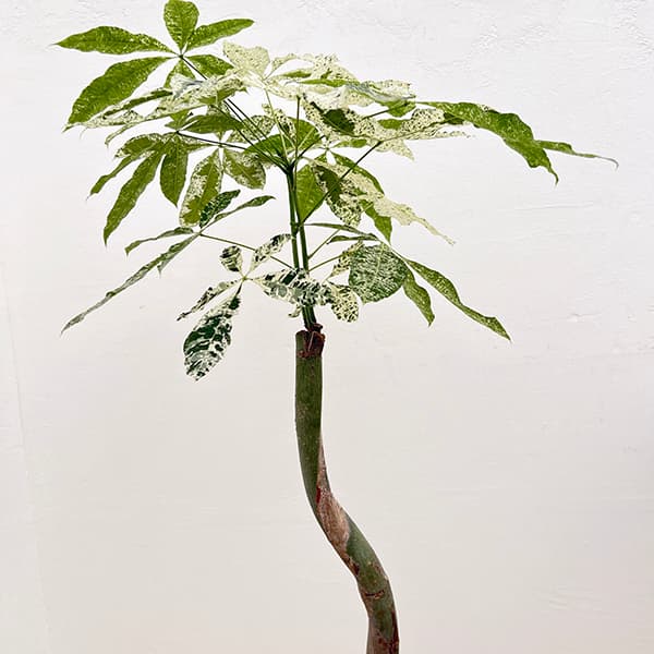 園芸ネット本店｜パキラ：ミルキーウェイ 7号 の通販【公式】