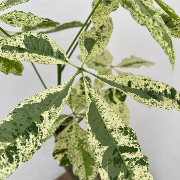 園芸ネット本店｜パキラ：ミルキーウェイ 7号 の通販【公式】