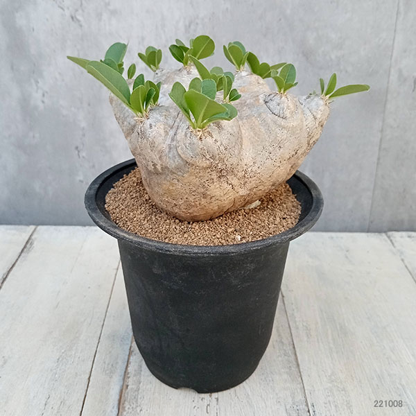 園芸ネット本店｜[ザ・ファームセレクト][送料無料]パキポディウム