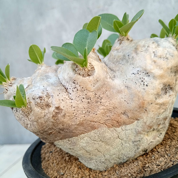 園芸ネット本店｜[ザ・ファームセレクト][送料無料]パキポディウム