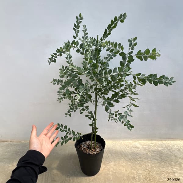 園芸ネット本店｜アカシア：パールアカシア7号鉢植え の通販【公式】