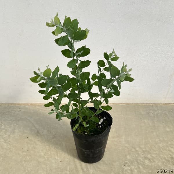 園芸ネット本店｜アカシア：パールアカシア 5号鉢植え の通販【公式】