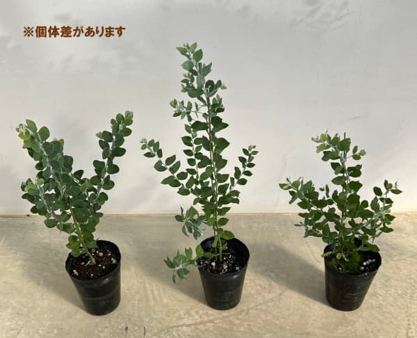 園芸ネット本店｜アカシア：パールアカシア 5号鉢植え の通販【公式】