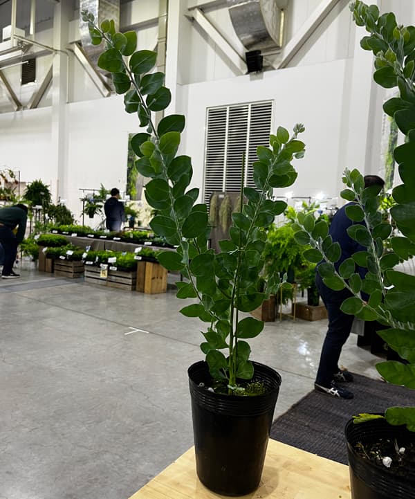 園芸ネット本店｜アカシア：パールアカシア 5号鉢植え の通販【公式】