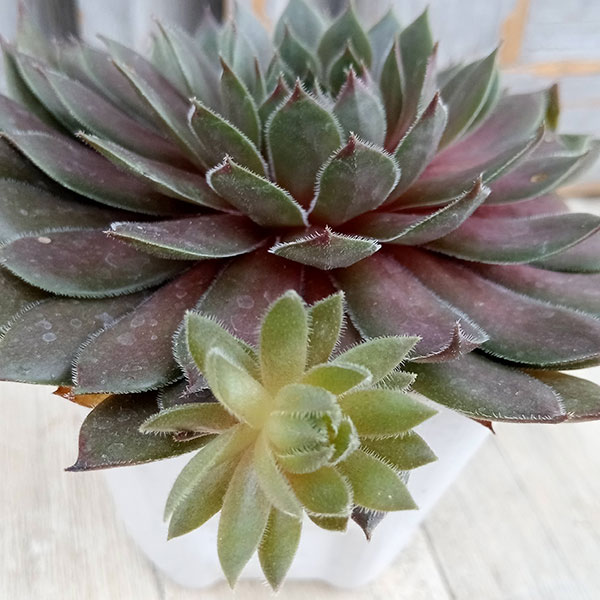 園芸ネット本店｜センペルビウム：ビングチェリー 3号ポット の通販