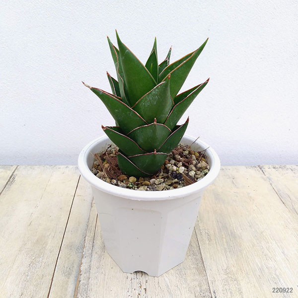 園芸ネット本店｜[ザ・ファームセレクト]サンセベリア：グリーン