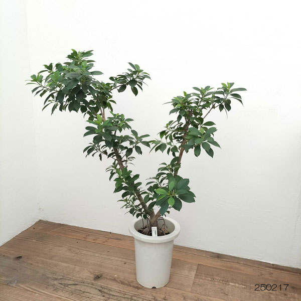 園芸ネット本店｜フィカス：ナナ 7号22-03 の通販【公式】