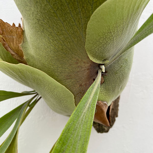 園芸ネット本店｜[送料無料]（わけあり特価）ビカクシダ（コウモリラン