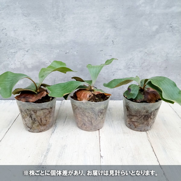 園芸ネット本店｜ビカクシダ（コウモリラン）：エラワン3号ポット の