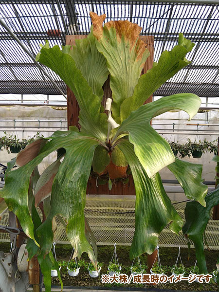 園芸ネット本店｜ビカクシダ（コウモリラン）：ステマリア3号ポット の