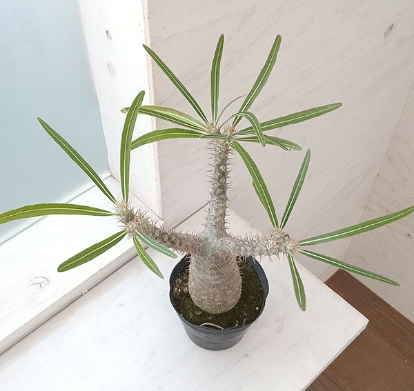 園芸ネット本店｜パキポディウム：グラキリス4号（国内実生株） 22-03