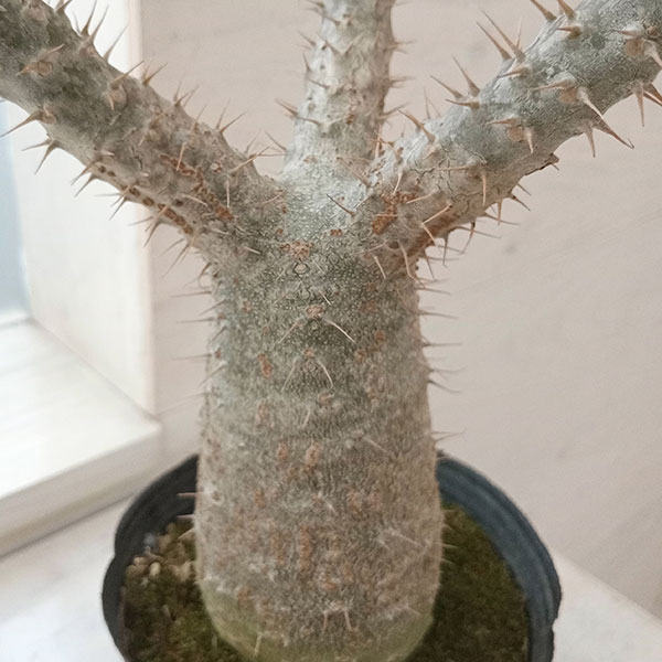 園芸ネット本店｜パキポディウム：グラキリス4号（国内実生株） 22-03