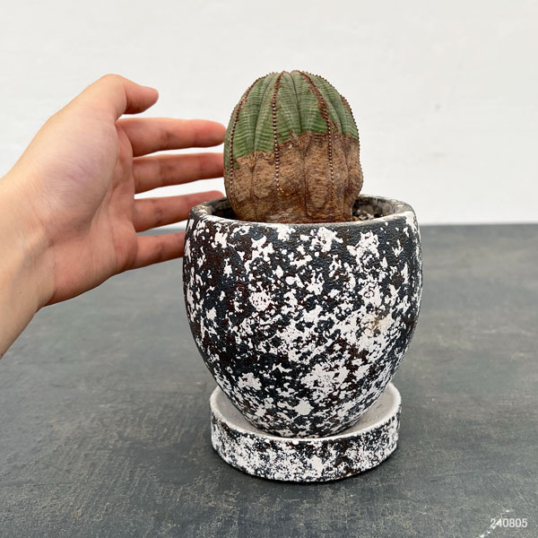 園芸ネット本店｜ユーフォルビア：オベサ 陶器鉢植え の通販【公式】