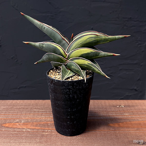 園芸ネット本店｜[ザ・ファームセレクト]サンセベリア：ロリダ斑入 3号