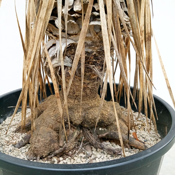 園芸ネット本店｜[送料無料]（わけあり特価）ユッカ：ロストラータ 9号