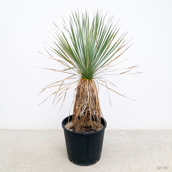 園芸ネット本店｜[送料無料]（わけあり特価）ユッカ：ロストラータ 9号