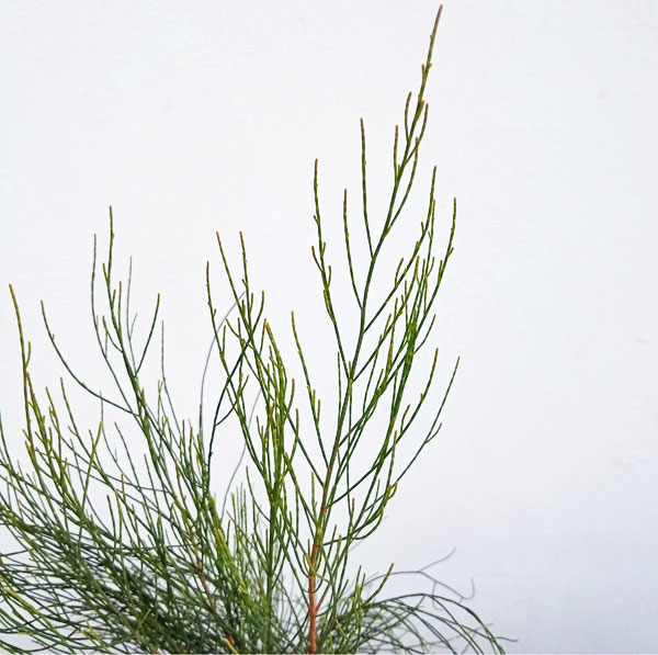 園芸ネット本店｜（わけあり特価）モクマオウ（タマモクマオウ・玉木