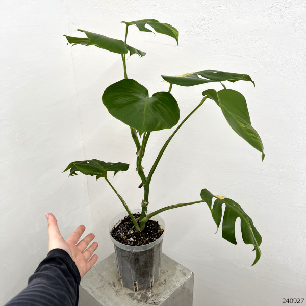 園芸ネット本店｜モンステラ：イエローモンスター 5号鉢植え22-01 の