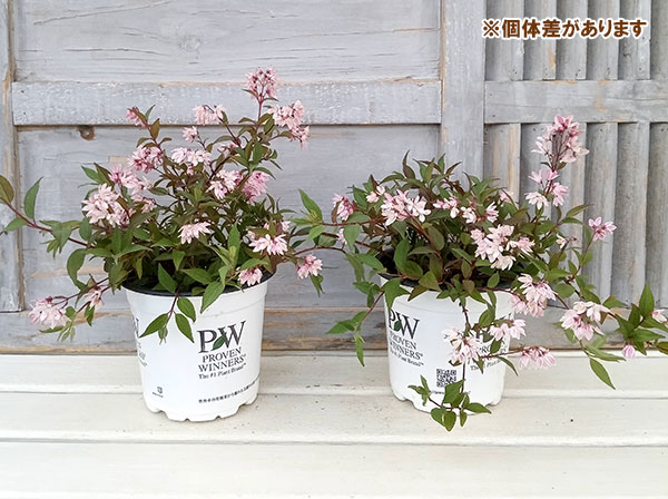 園芸ネット本店｜[26年4月下旬予約]ヒメウツギ：ユキ チェリー