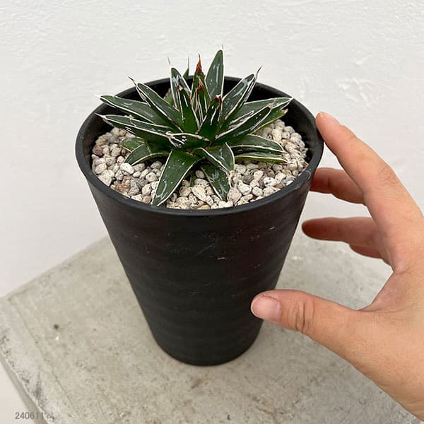 園芸ネット本店｜アガベ：姫笹の雪 4号鉢植え の通販【公式】