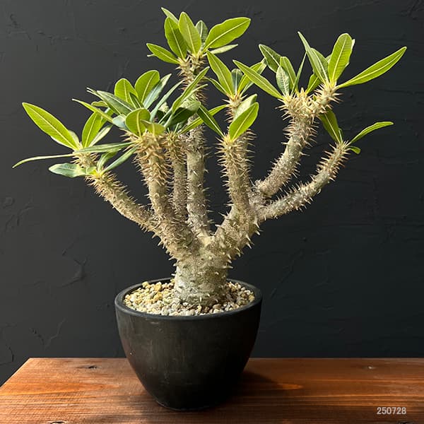 園芸ネット本店｜パキポディウム：ホロンベンセ 5号22-01 の通販【公式】