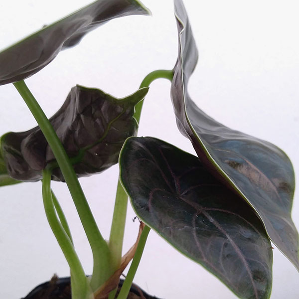 園芸ネット本店｜アロカシア：アズラニー 3.5号ポット の通販【公式】