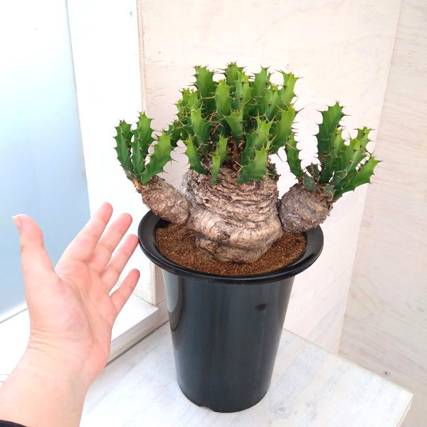 園芸ネット本店｜ユーフォルビア：クラビゲラ 6号22-01 の通販【公式】