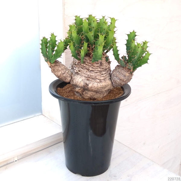 園芸ネット本店｜ユーフォルビア：クラビゲラ 6号22-01 の通販【公式】