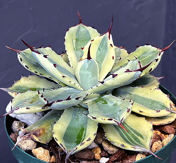 園芸ネット本店｜アガベ：スーパークラウン 4号22-05 の通販【公式】
